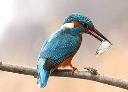 ErHard_Laube_Eisvogel