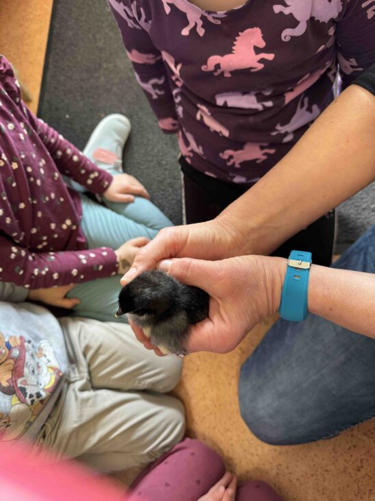 Sie werden immer wolliger, und wir dürfen sie auch schon vorsichtig in die Hand nehmen. Schippel2