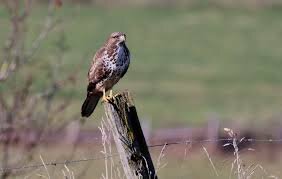 Bussard