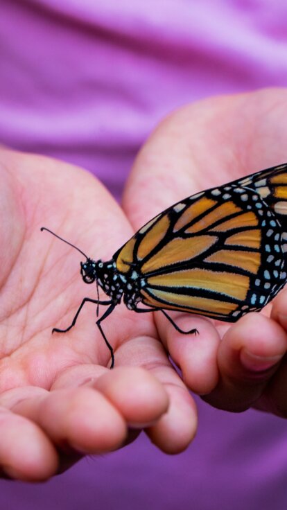 Formen – Mathematik ist spannend! Von der Raupe zum Schmetterling david-clode-13PjNBaDMcg-unsplash