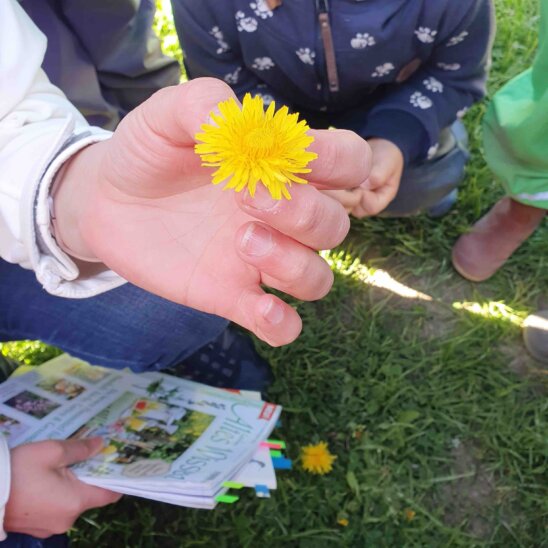 Nicht nur eine schöne Blume Nicht nur eine schöne Blume