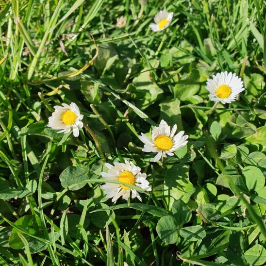 Gänseblümchen kann man essen Gänseblümchen kann man essen