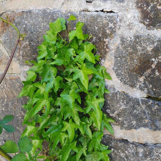 Efeu besser nicht! Efeu besser nicht!