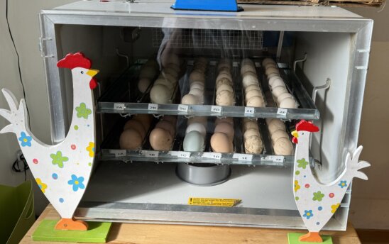 Weil wir keinen Hühnerstall haben, können hier nicht die Hennen brüten. Das macht ein Brutkasten. Aber so können wir alles genau beobachten!